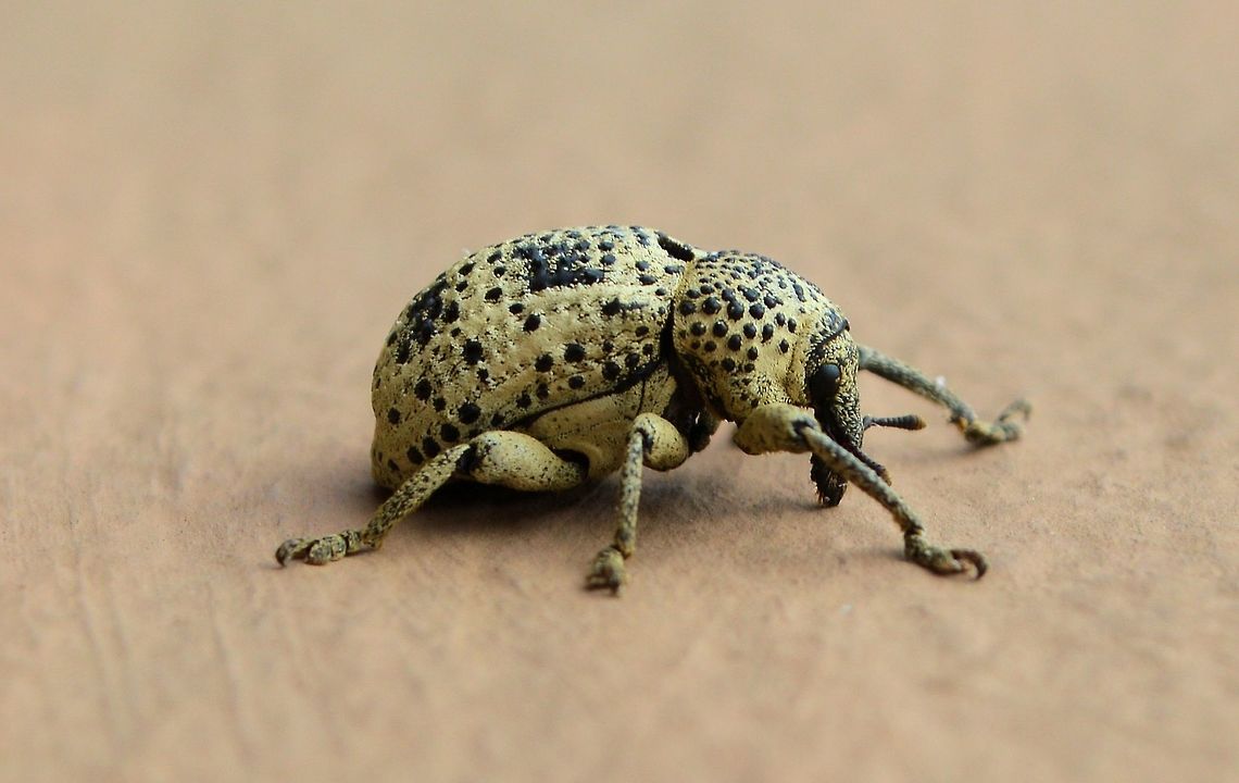 black spotted weevil taken at la cruz costa rica....species unkown?? Costa Rica,Geotagged,Summer