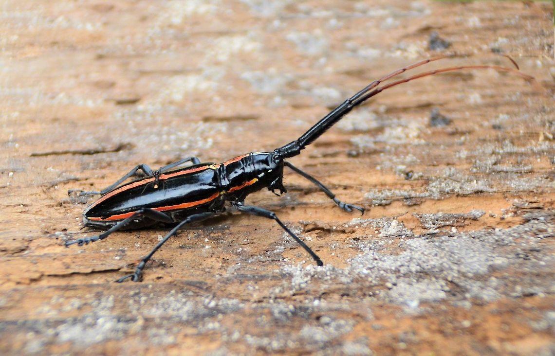 orange striped black beetle taken at maya bell park palenque mexico Cerambycidae,Geotagged,Mexico,Summer