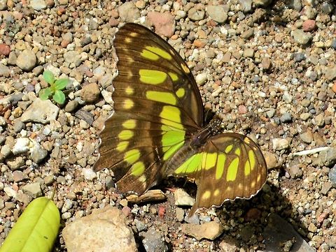 The Malachite taken at penas blancas costa rica Costa Rica,Geotagged,Malachite,Siproeta stelenes,Summer