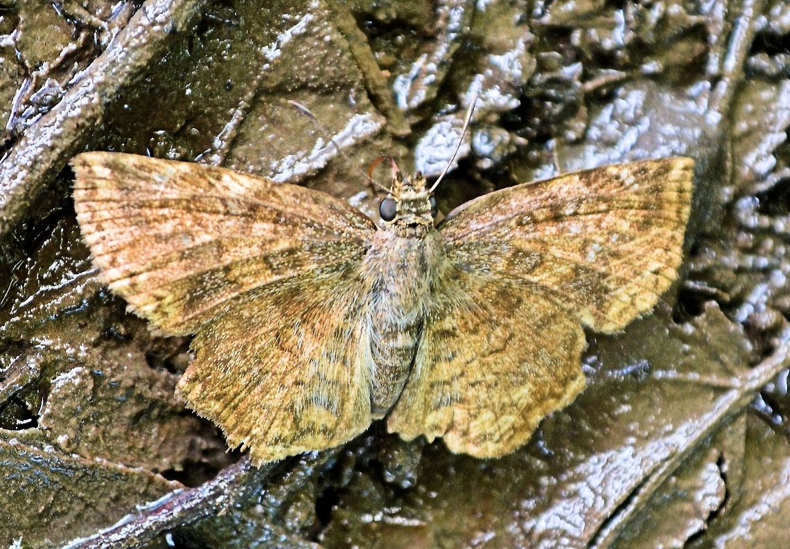 mud moth butterfly taken at penas blancas costa rica Costa Rica,Geotagged,Summer