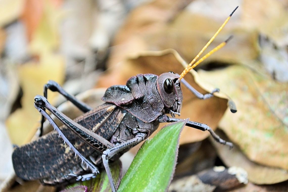 Lubber grasshopper Taken at tikal ruins guatermala....this hopper was huge about 10cm long and had beautiful red and black wings when he flew away Geotagged,Guatemala,Lubber grasshopper,Summer,Taeniopoda reticulata
