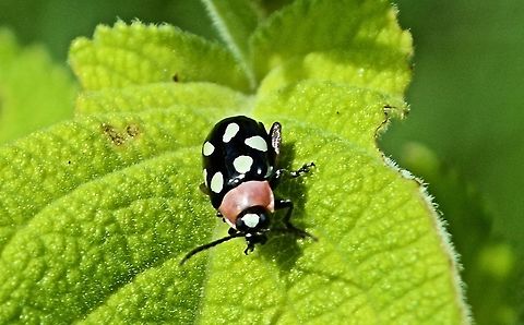 Eight-spotted flea beetle Taken at penas blancas costa rica Costa Rica,Eight-spotted flea beetle,Geotagged,Omophoita cyanipennis,Summer