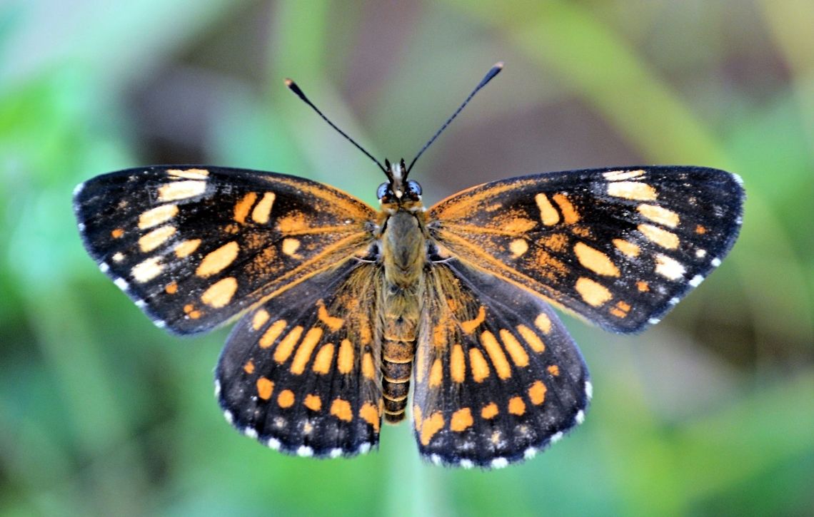 Theona checkerspot taken at granada city nicaragua...species unkown Chlosyne theona,Geotagged,Nicaragua,Summer,Theona checkerspot