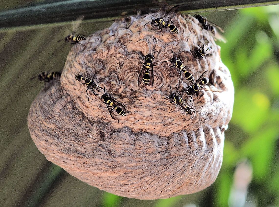 paper_wasp_nest taken at granada city nicaragua.....possibly _Polistes_instabilis Geotagged,Nicaragua,Polistes instabilis,Summer
