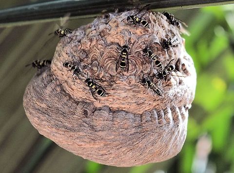 paper_wasp_nest taken at granada city nicaragua.....possibly _Polistes_instabilis Geotagged,Nicaragua,Polistes instabilis,Summer