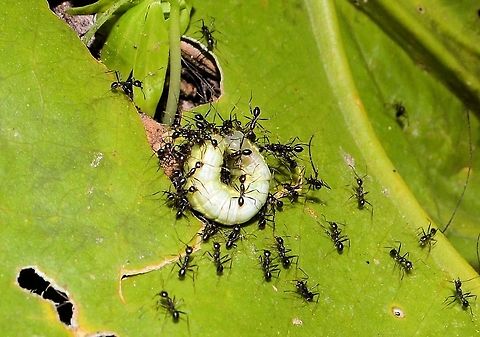 black_ants_feeding taken at tikal ruins guatemala Geotagged,Guatemala,Summer