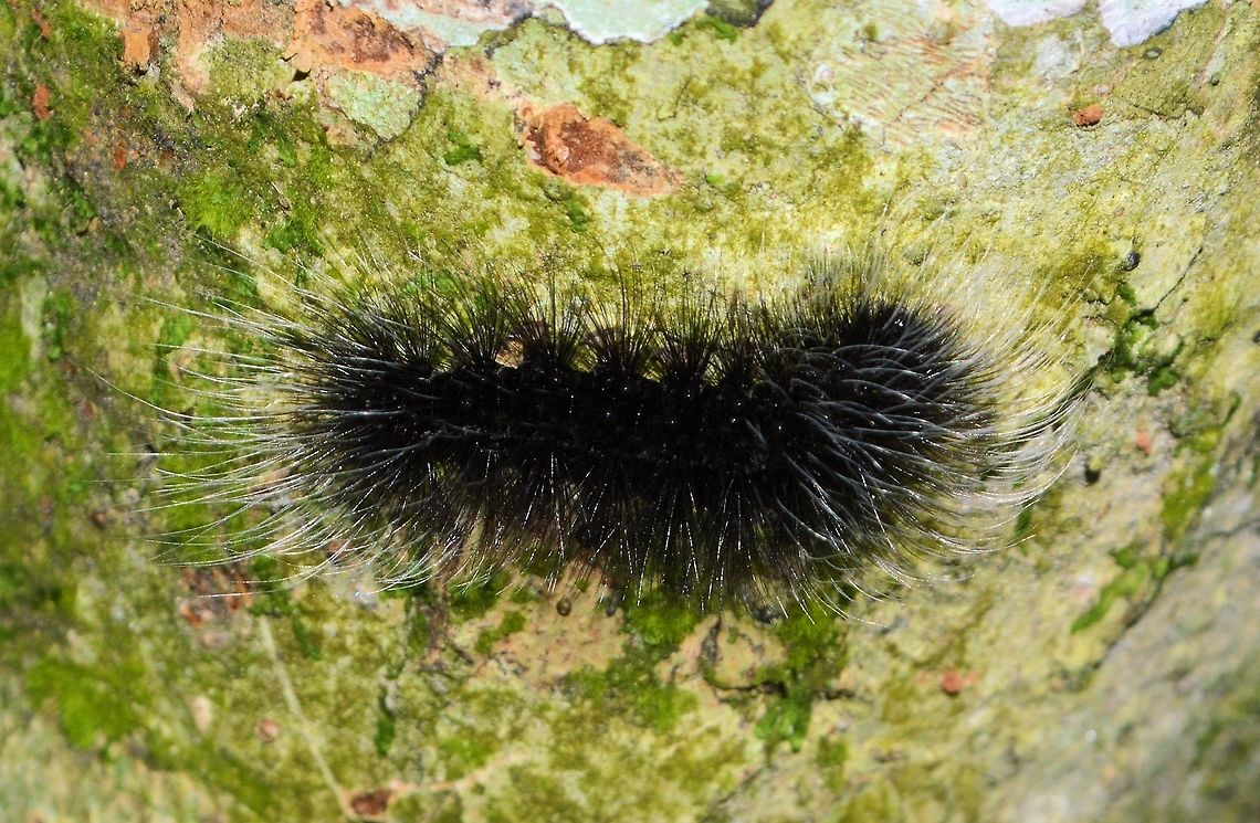 black_white_tippped_caterpillar taken at tikal ruins guatemala Geotagged,Guatemala,Summer