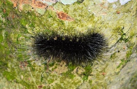 black_white_tippped_caterpillar taken at tikal ruins guatemala Geotagged,Guatemala,Summer