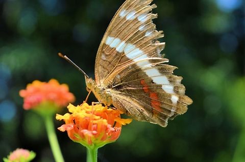 Banded Peacock