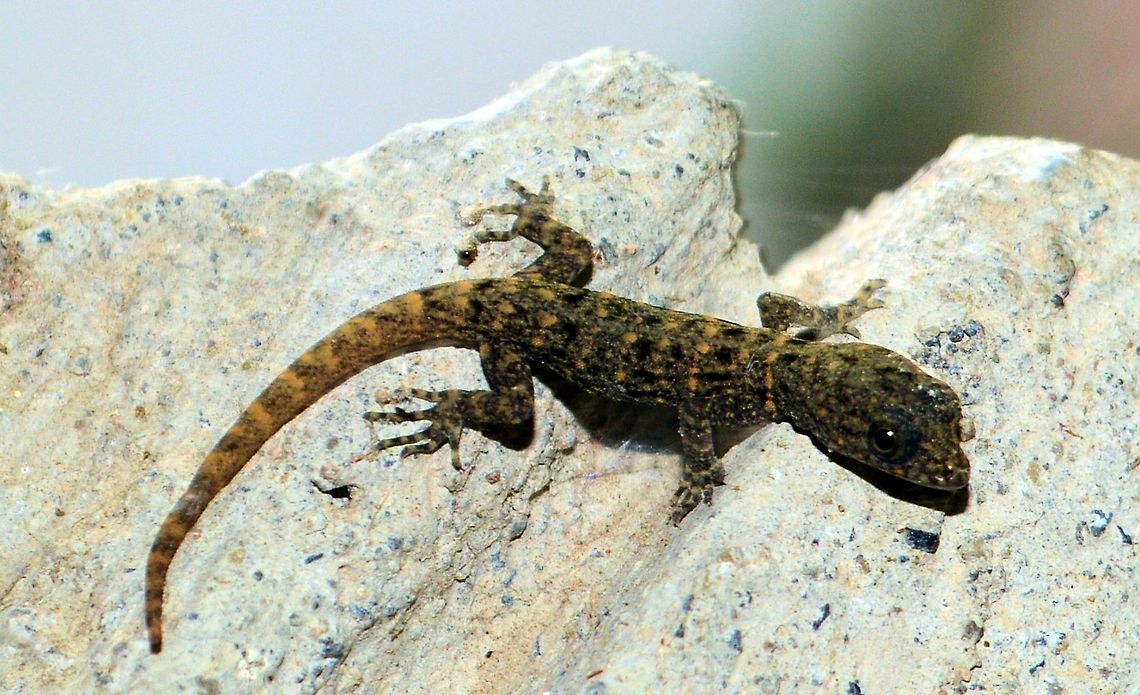 Yellow-headed gecko Taken at granada in nicaragua only about 4-5cm long ....species unkown Geotagged,Gonatodes albogularis,Nicaragua,Summer,Yellow-headed gecko