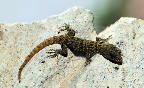 Yellow-headed gecko Taken at granada in nicaragua only about 4-5cm long ....species unkown Geotagged,Gonatodes albogularis,Nicaragua,Summer,Yellow-headed gecko