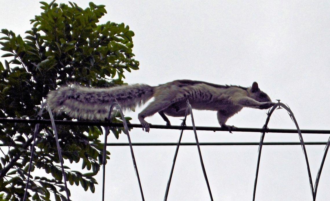 variegated squirrel taken at granada nicaragua climbing along the razor wire at the back of the granada hotel  Geotagged,Nicaragua,Sciurus variegatoides,Summer,Variegated squirrel