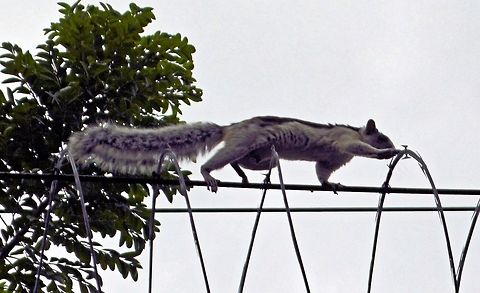 variegated squirrel taken at granada nicaragua climbing along the razor wire at the back of the granada hotel  Geotagged,Nicaragua,Sciurus variegatoides,Summer,Variegated squirrel