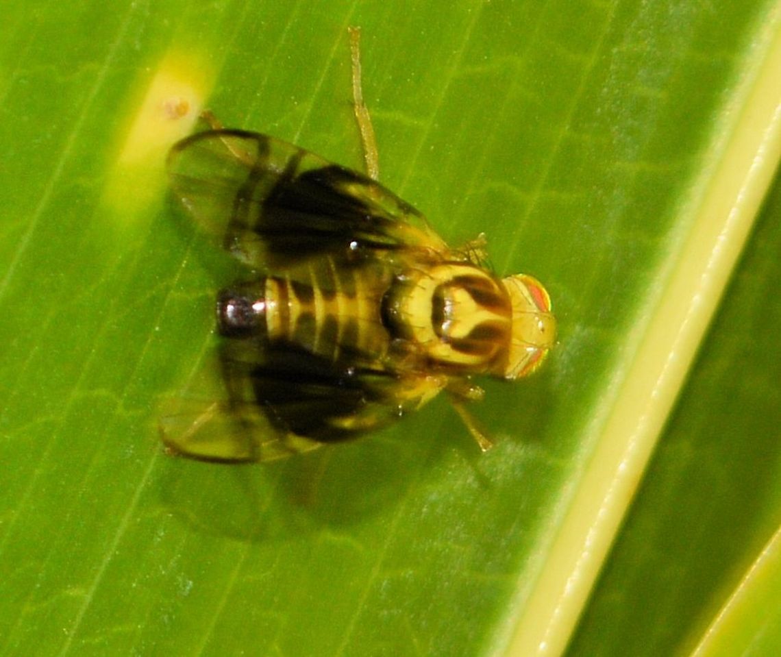 wtf fly taken at granada nicaragua  hiding on the underside of a palm frond....absolutely no idea   Geotagged,Nicaragua,Summer