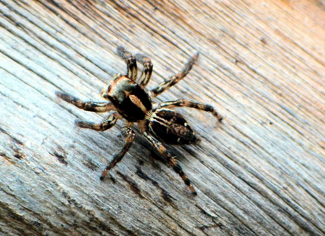Plexippus paykulli taken at granada nicaragua a type of jumping spider 2-3cm long Geotagged,Nicaragua,Plexippus paykulli,Summer