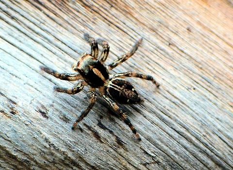 Plexippus paykulli taken at granada nicaragua a type of jumping spider 2-3cm long Geotagged,Nicaragua,Plexippus paykulli,Summer