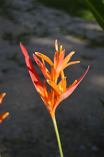 Parrot's Beak taken at maya bell park palenque mexico Geotagged,Heliconia psittacorum,Mexico,Parrot's Beak,Summer