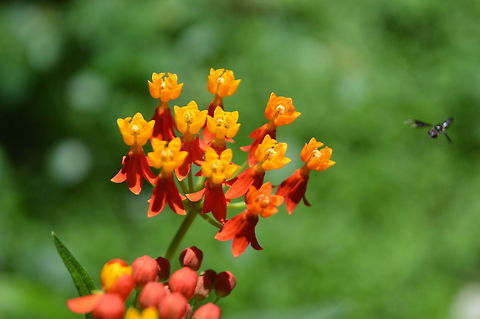 Tropical milkweed taken at maya bell park palenque mexico Asclepias curassavica,Geotagged,Mexico,Summer,Tropical milkweed
