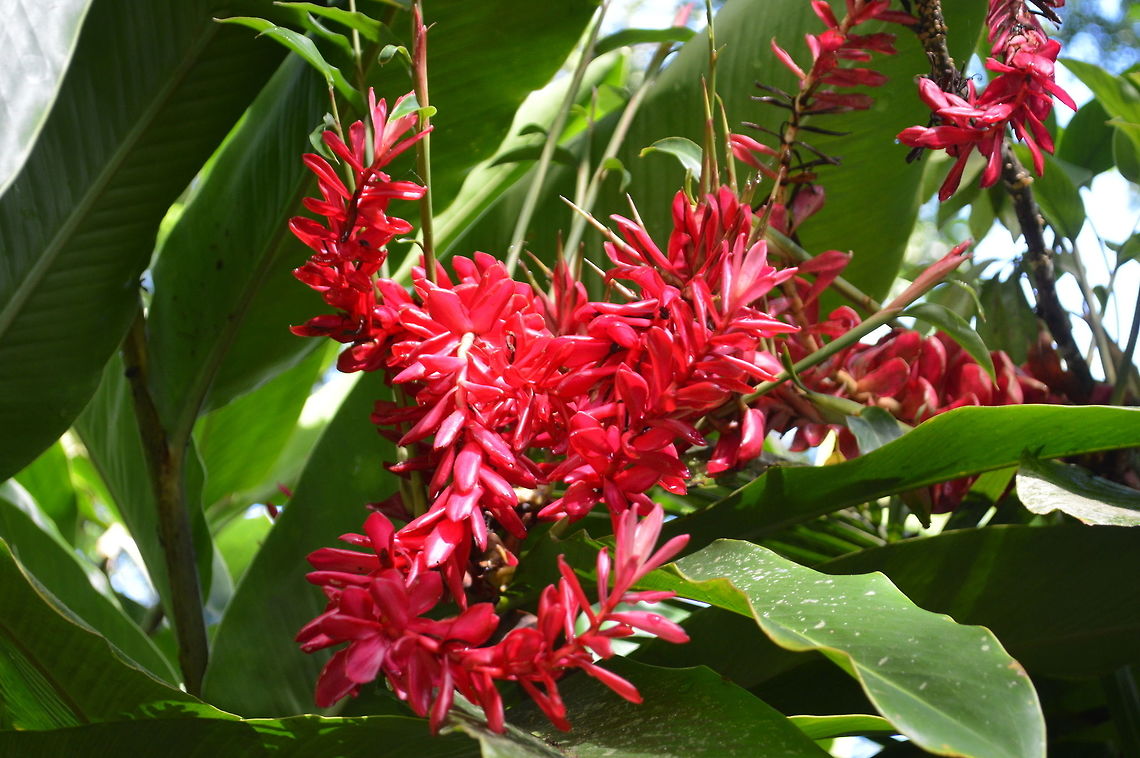Red Ginger taken at maya bell park palenque mexico Alpinia purpurata,Geotagged,Mexico,Red Ginger,Summer