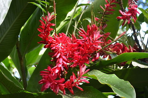 Red Ginger taken at maya bell park palenque mexico Alpinia purpurata,Geotagged,Mexico,Red Ginger,Summer