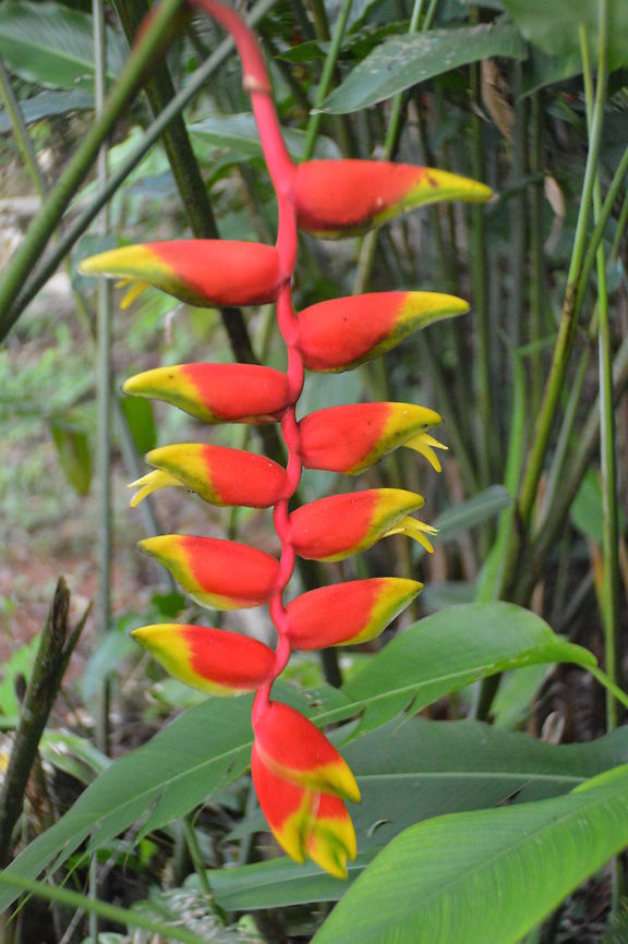 Lobster Claw taken at maya bell park palenque mexico Geotagged,Heliconia rostrata,Lobster Claw,Mexico,Summer