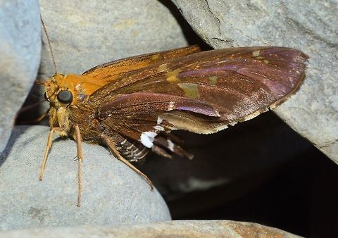 Silver-spotted Skipper taken at san juan del sur in nicaragua Epargyreus clarus,Geotagged,Nicaragua,Silver-spotted Skipper,Summer
