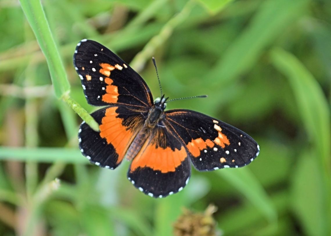 Bordered Patch taken near the restaurante la fuente belen nicaragua Bordered Patch,Chlosyne lacinia,Geotagged,Nicaragua,Summer