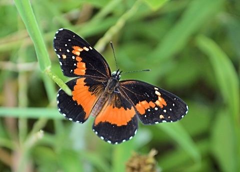 Bordered Patch taken near the restaurante la fuente belen nicaragua Bordered Patch,Chlosyne lacinia,Geotagged,Nicaragua,Summer