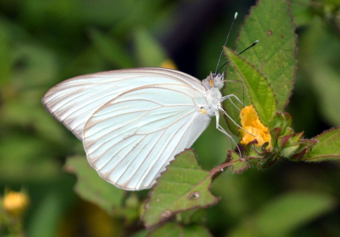 white butterfly taken near the restaurante la fuente belen nicaragua Geotagged,Nicaragua,Summer