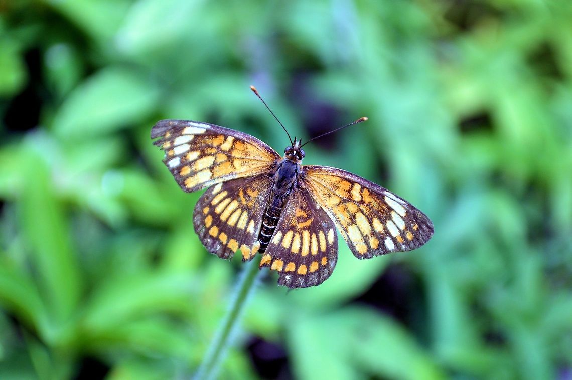 Theona checkerspot taken near the restaurante la fuente belen nicaragua<br />
Probably a Chlosyne sp. Chlosyne theona,Geotagged,Nicaragua,Summer,Theona checkerspot