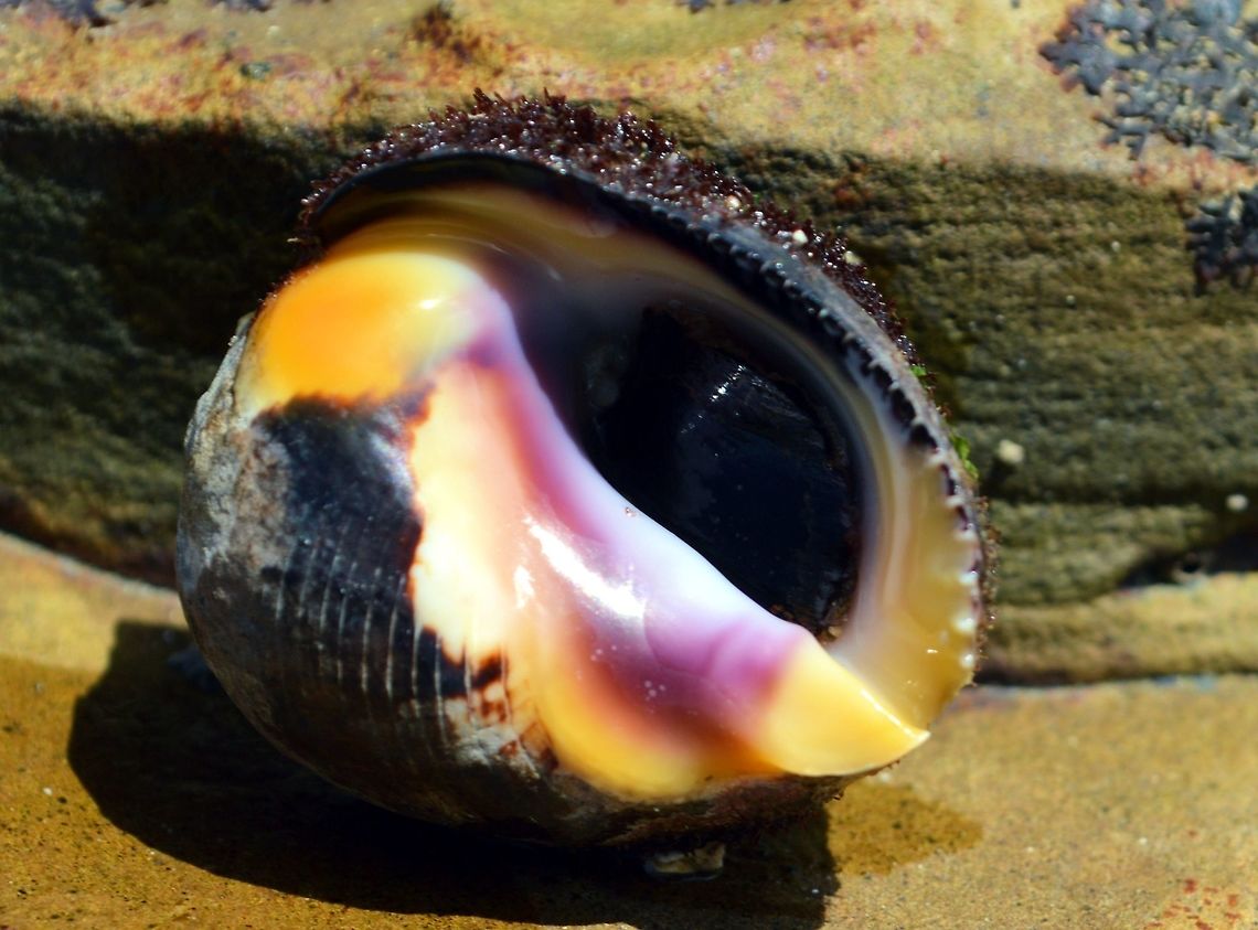 shell_fish taken at san juan del sur nicaragua Geotagged,Nicaragua,Summer