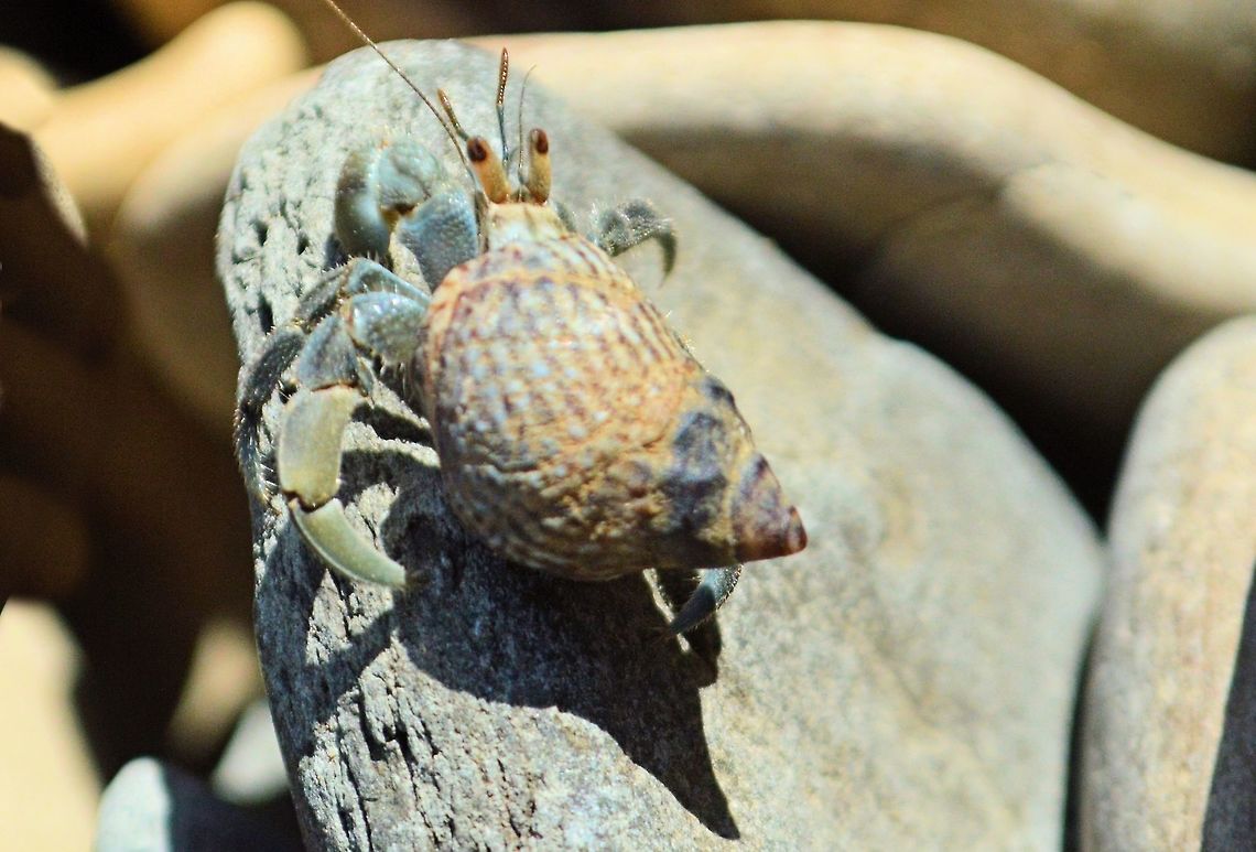 hermit_crab taken at san juan del sur nicaragua Geotagged,Nicaragua,Summer