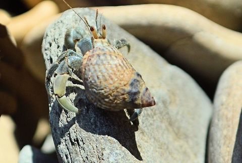 hermit_crab taken at san juan del sur nicaragua Geotagged,Nicaragua,Summer