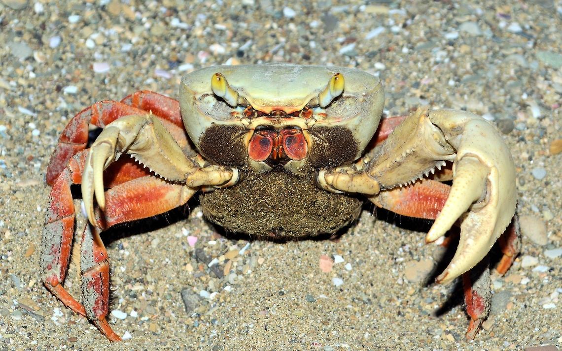 Rainbow Land Crab taken at san juan del sur nicaragua Cardisoma armatum,Geotagged,Nicaragua,Summer