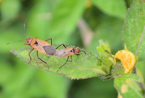 bugs loving taken near the restaurante la fuente belen nicaragua Geotagged,Nicaragua,Summer