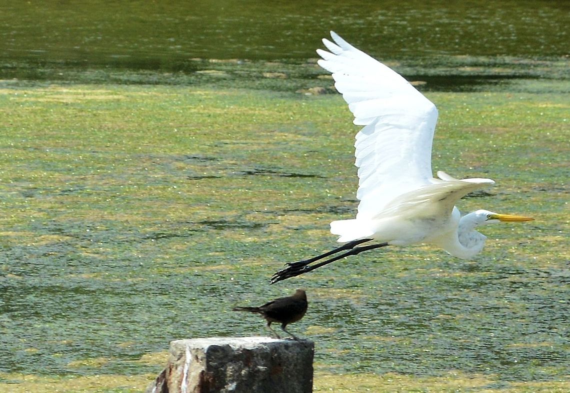 great egret taken at san juan del sur nicaragua  Ardea alba,Geotagged,Great egret,Nicaragua,Summer