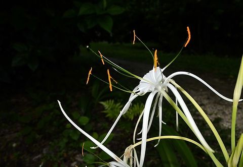 Beach Spider Lily taken at tikal ruins guatemala Beach Spider Lily,Geotagged,Guatemala,Hymenocallis littoralis,Summer