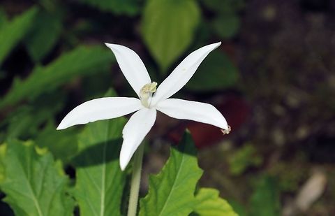 Hippobroma longiflora taken at tikal ruins guatemala Geotagged,Guatemala,Hippobroma longiflora,Summer
