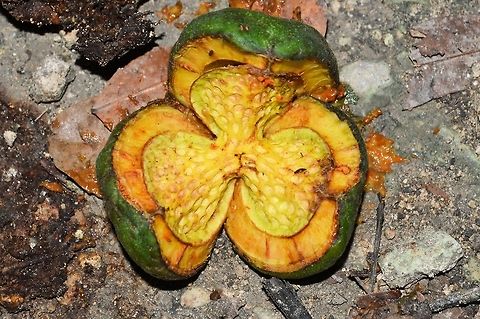 weird green fruit taken at tikal ruins guatemala Geotagged,Guatemala,Summer