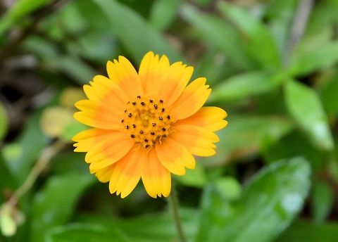 orange n yellow flower taken at tikal ruins guatemala Geotagged,Guatemala,Summer