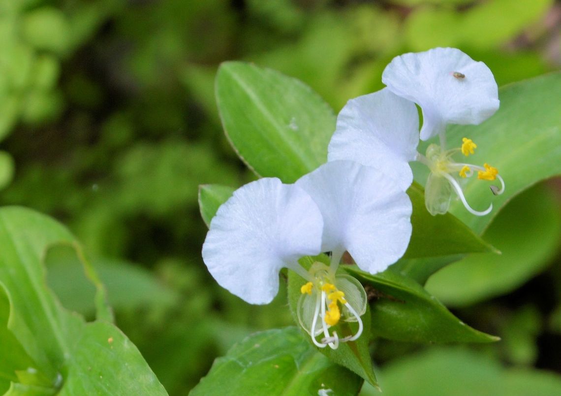 Commelina taken at tikal ruins guatemala Geotagged,Guatemala,Summer