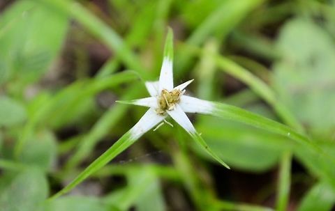 White Star Sedge taken at tikal ruins guatemala Geotagged,Guatemala,Rhynchospora colorata,Summer,White Star Sedge