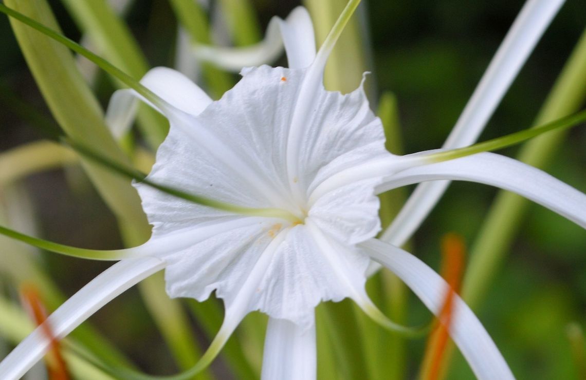 Beach Spider Lily taken at tikal ruins guatemala Beach Spider Lily,Geotagged,Guatemala,Hymenocallis littoralis,Summer