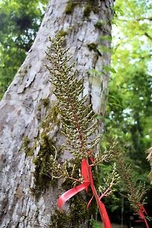 Aechmea bracteata taken at tikal ruins guatemala Aechmea bracteata,Geotagged,Guatemala,Summer