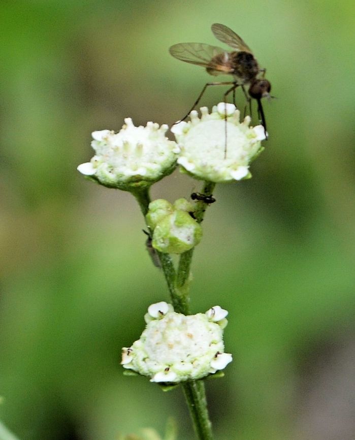 Parthenium hysterophorus taken at tikal ruins guatemala Geotagged,Guatemala,Parthenium hysterophorus,Summer