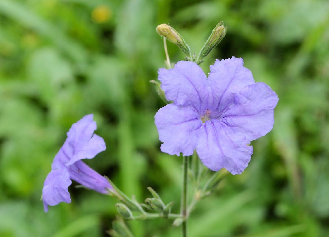 purple  Ruellia possibly taken at tikal ruins guatemala Geotagged,Guatemala,Summer