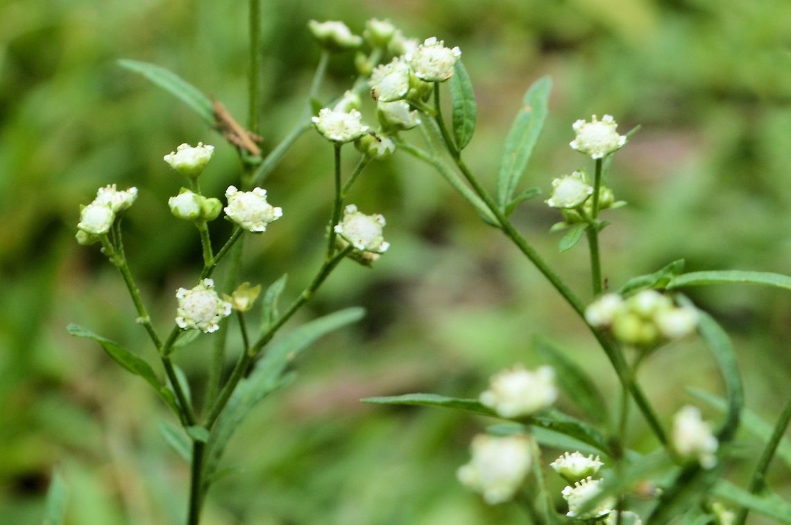 Parthenium hysterophorus taken at tikal ruins guatemala Geotagged,Guatemala,Parthenium hysterophorus,Summer