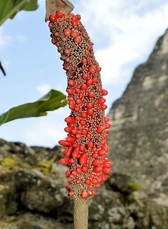 red seed head taken at tikal ruins guatemala Geotagged,Guatemala,Summer