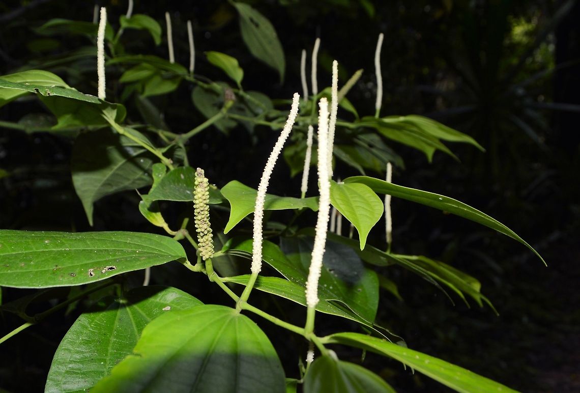 white pepper vine possibly taken at tikal ruins guatemala Geotagged,Guatemala,Summer