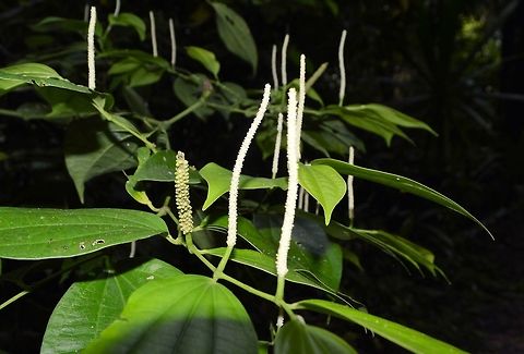 white pepper vine possibly taken at tikal ruins guatemala Geotagged,Guatemala,Summer